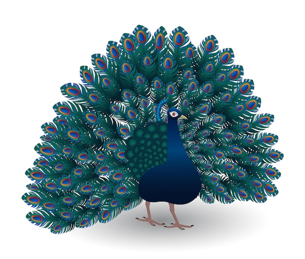 Vector peacock with colorful feather illustration