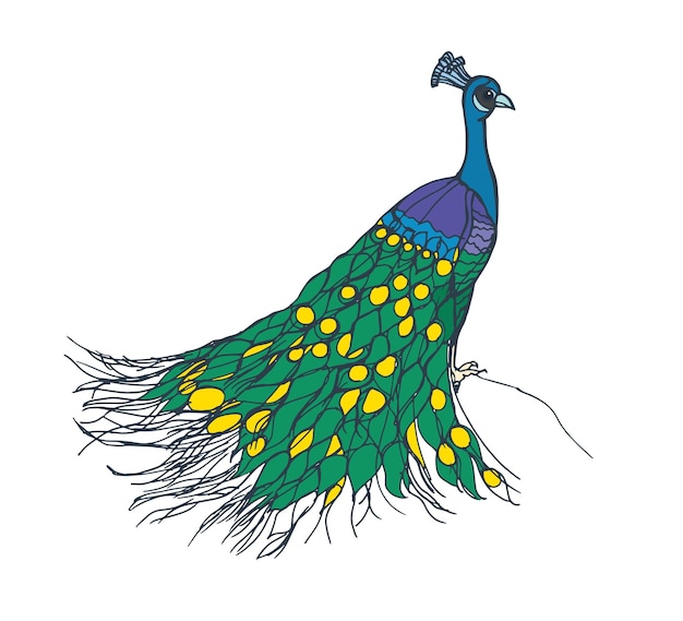 Vector peacock with folded train on its back. male peafowl, tropical bird. realistic drawing of asian indian feathered animal with colorful tail. hand-drawn vector illustration isolated on white background.