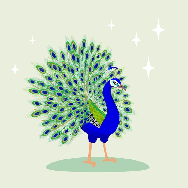 Premium Vector | Peacock with a straightened peacock with feathers fanning out