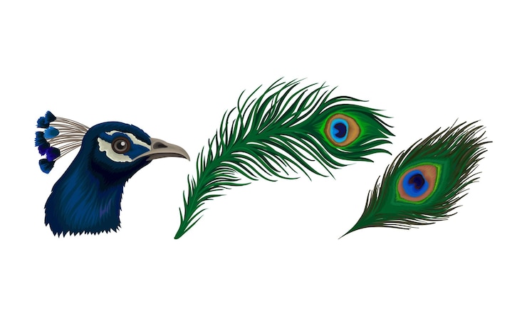 Vector peafowl of peacock head with crest and bright feathers vector set