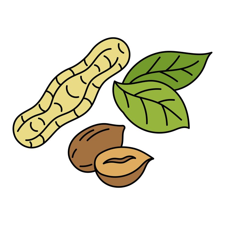 The peanut Cooking ingredient Vector illustration