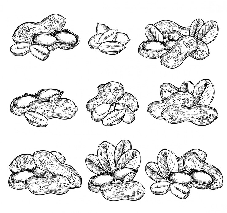 Vector peanut  isolated on white .