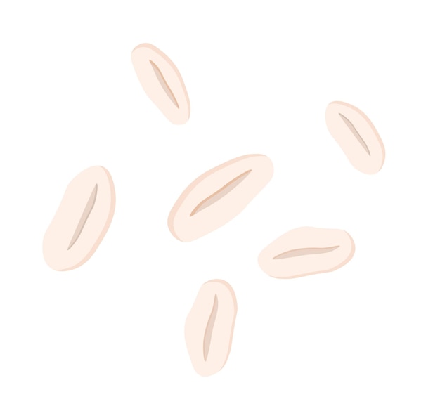 Arachidi fagiolo di arachidi isolato illustrazione nutsvector isolato su sfondo bianco