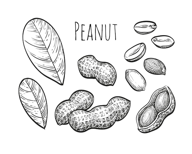 Peanut sketch set