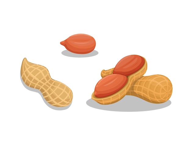 Peanut in slice and whole symbol set illustration vector