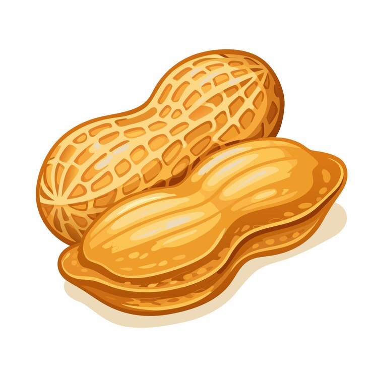 Vector peanuts food vector illustration visual