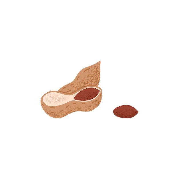 ベクトル 殻のピーナッツフルーツカーネルと殻の乾燥グーバーナッツ全体と落花生のひびの入ったナッツ殻新鮮なカリカリ食品白い背景で隔離の定型化されたフラットベクトルイラスト