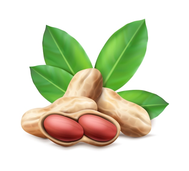 Peanuts in the shell and unshelled with leaves composition for brand advertisement and labels