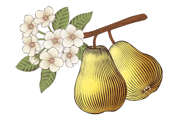 Pear branch with fruits and flowers