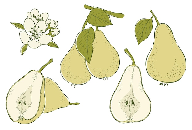 Pear fruit hand drawn illustrations vector set