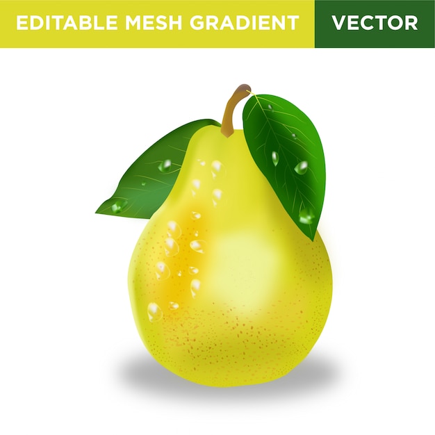 Pear fruit illustration