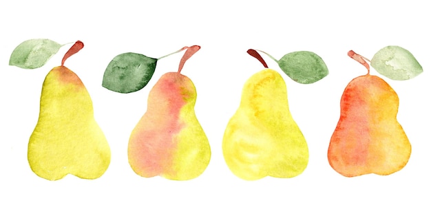 Vector pear hand drawn watercolor on a white background