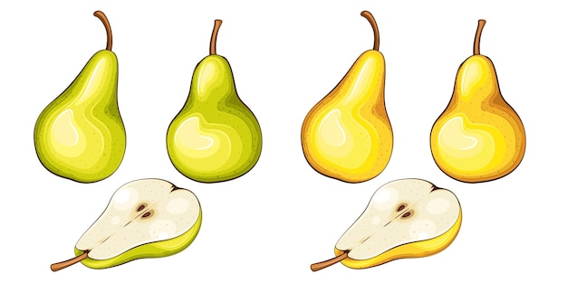 Pear isolated vector illustration Fruits colorful illustrations isolated on white background Frui