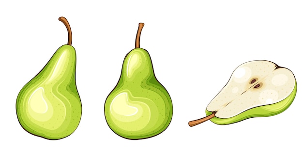 Pear isolated vector illustration Fruits colorful illustrations isolated on white background Frui