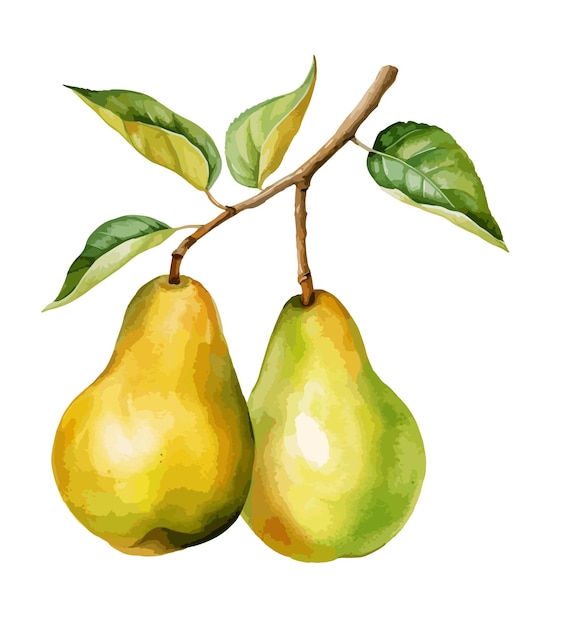 Pear Watercolor Clipart