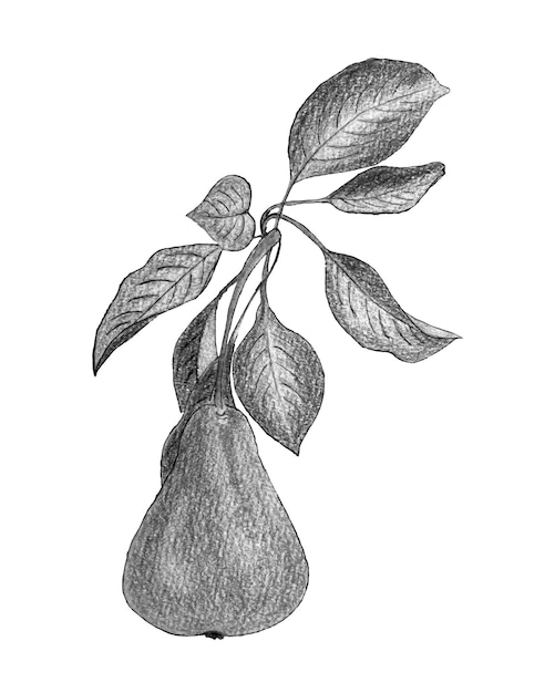 Vector pear watercolor pencil drawing monochrome stylized drawn