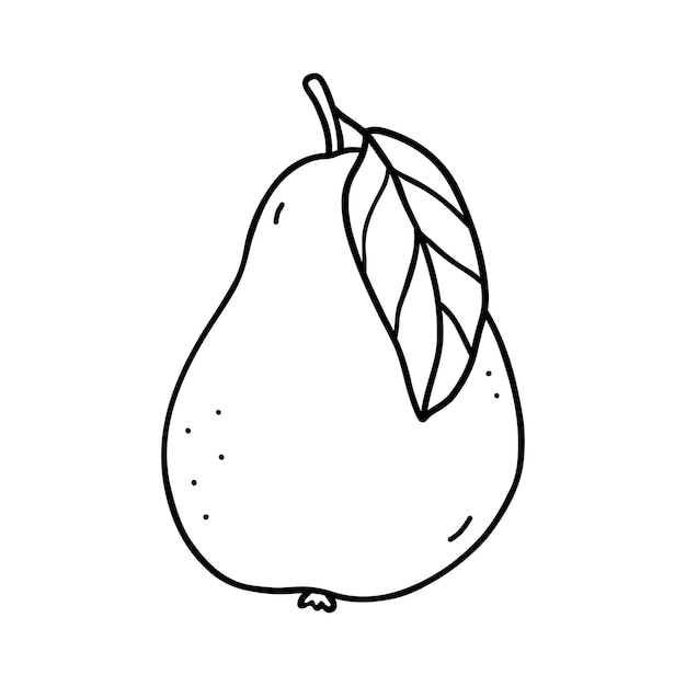 Pear with leaf isolated on white background hand drawn illustration in outline style