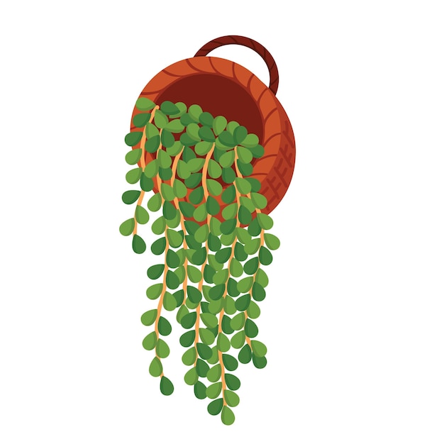 Vettore perla di stringhe piante domestiche indoor illustrazione vettoriale clipart