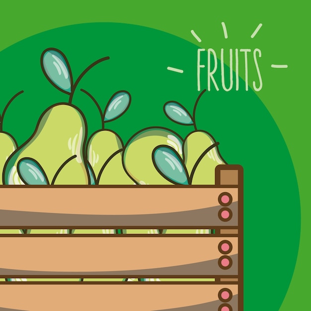 Pears inside wooden box vector illustration graphic design