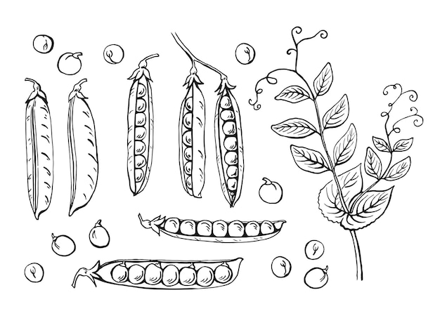 Schizzo di baccelli di piselli set illustrazione disegnata a mano convertita in vettore illustrazione di alimenti biologici isolata su sfondo bianco