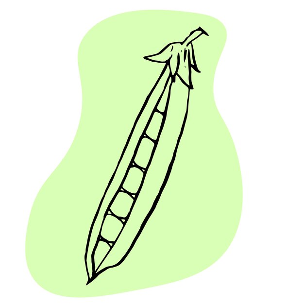 Peas sketch on green abstract spot opened pod of peas with peas Vector illustration of organic food