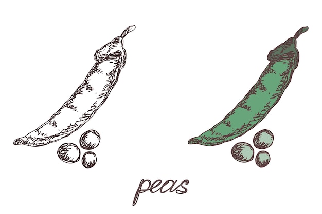 Vector peas vegetable hand drawn vector llustration realistic sketch hand drawn sketch vegetable peas eco food