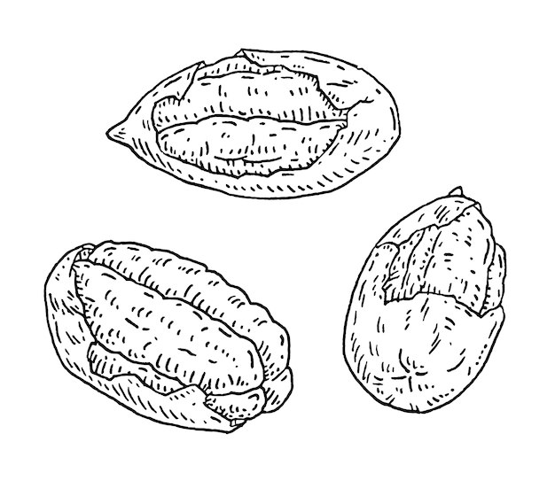 Pecan half shelled Vector engraving black vintage illustration