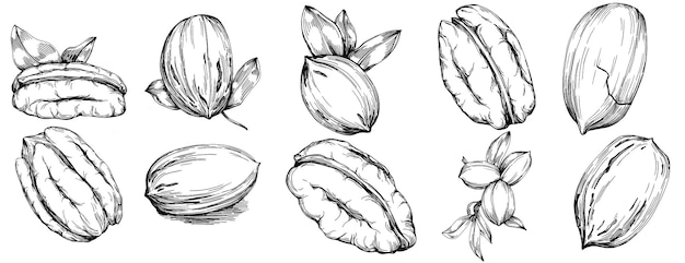 Illustrazione vettoriale disegnata a mano di pecan isolata