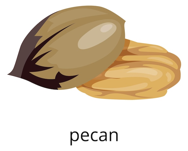 Pecan nut color icon Raw vegan snack