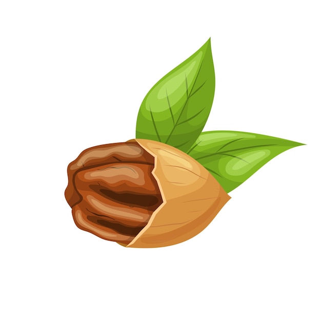 Pecan nut food cartoon vector illustration