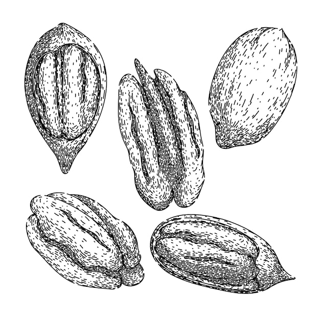 Vector pecan nut set sketch hand drawn vector