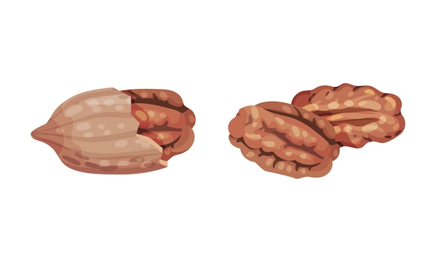 Pecan nuts set Schil kerns gezonde voeding concept vector illustratie