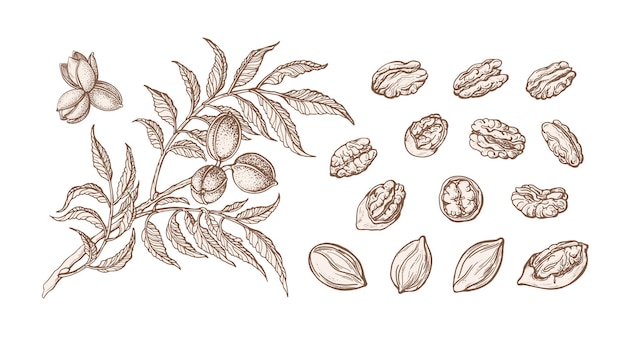 Vector pecan set. hand drawn plant, branch, nuts, leaf