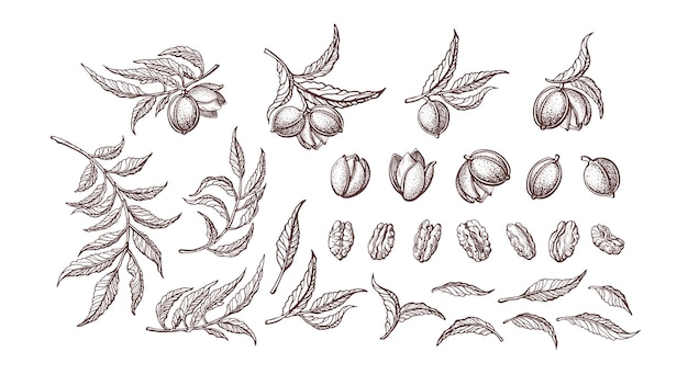 Set di noci pecan. illustrazione di struttura disegnata a mano isolata