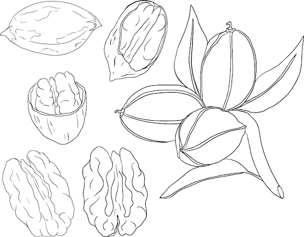 Pecan. Vector hand drawn nuts. Coloring pages with different sort of nuns.