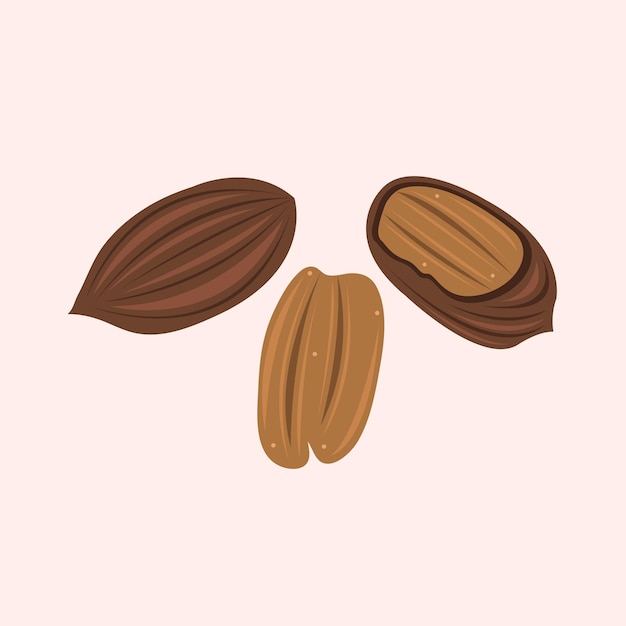 Illustrazione vettoriale di noci pecan