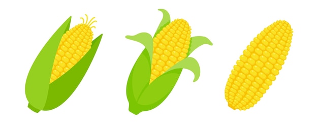 Vector peeled corn ears corn vector yellow fruit