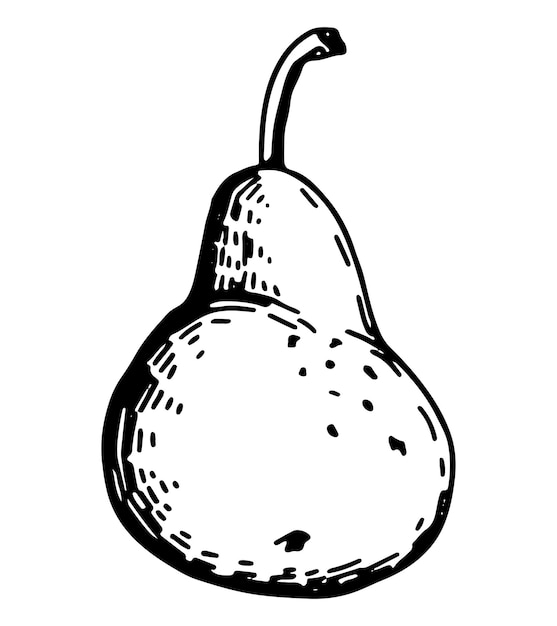 Peer fruit schets clipart Rijpe boom fruit doodle geïsoleerd op wit Hand getrokken vectorillustratie in gravure stijl