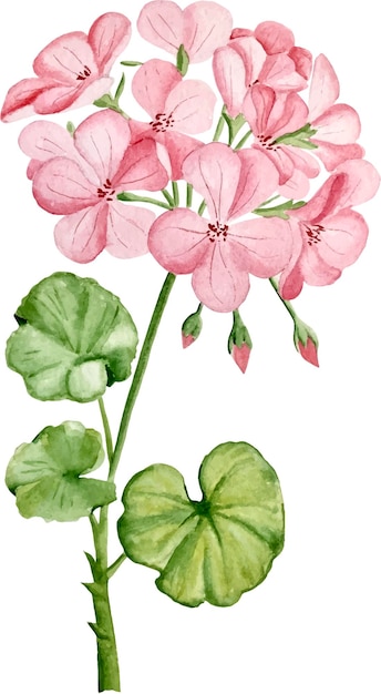 Pelargonium aquarel