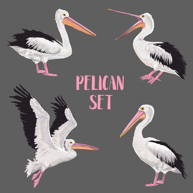 Vector pelican birds set. animals in the wild