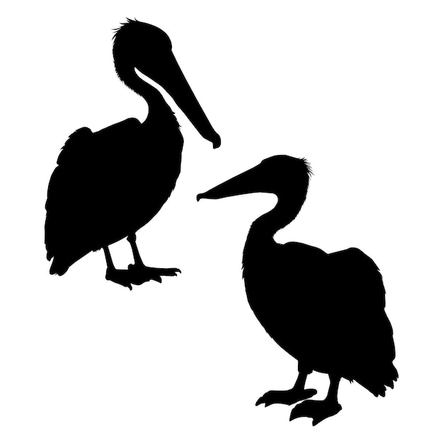 Pelican Silhouette on White Background