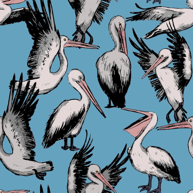 100 Pelican HD Wallpapers and Backgrounds