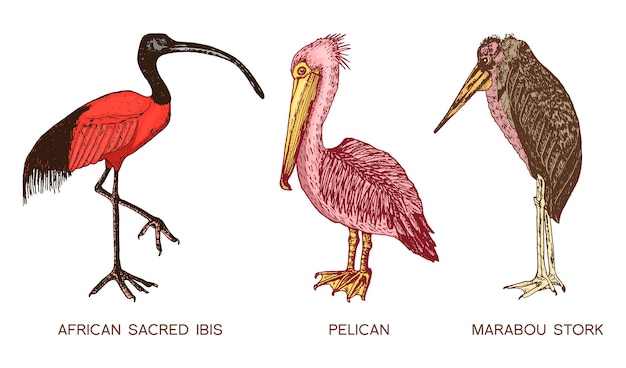 Pelikaan en afrikaanse heilige ibis en ooievaars gegraveerd hand getrokken vector vogels schets afbeelding