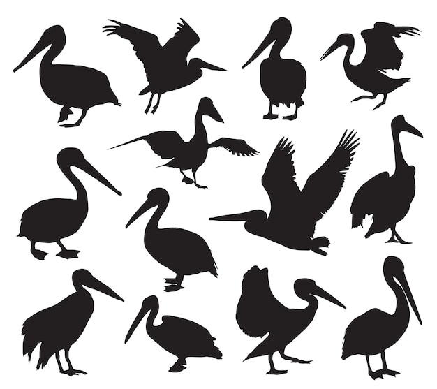 Pelikaan vogel silhouet