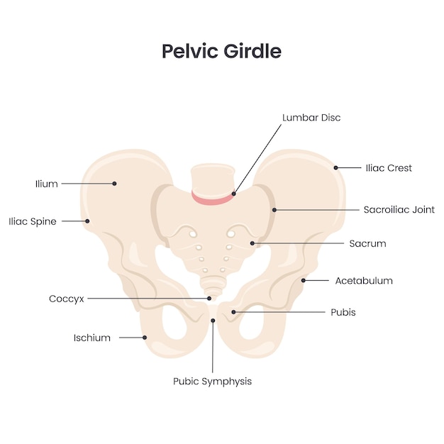 Vector pelvic girdle scientific vector illustration diagram