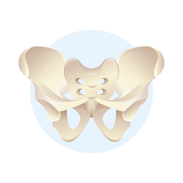 Pelvic structure. Vector 3d human pelvic skeleton