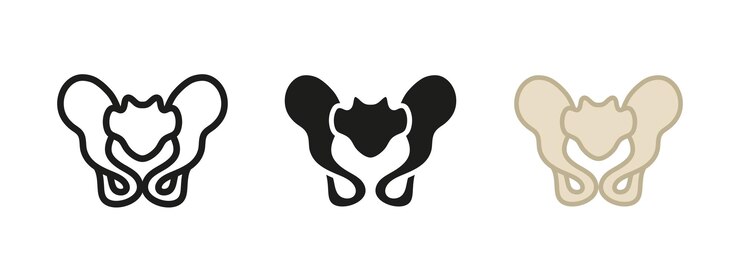Pelvis bone icon Human skeleton lower body anatomy symbol Pelvic hip joint structure illustration