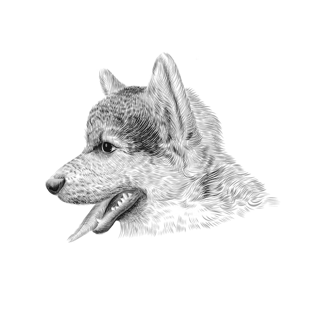 Vector the pembroke welsh corgi tricolor puppy, a cattle herding dog breed. pet profile portrait, closeup sketch. illustration.