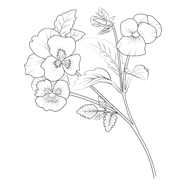 pencil drawing of a pansy flower pansy flower coloring pages a branch of botanical illustration