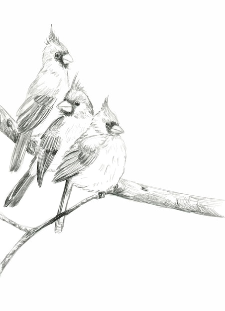 Vector pencil drawing of three cardinal birds on a branch